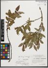 Foto von Salix helvetica Vill. x Salix waldsteiniana Willd.